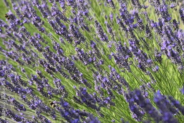 Obraz Lavender & Bees