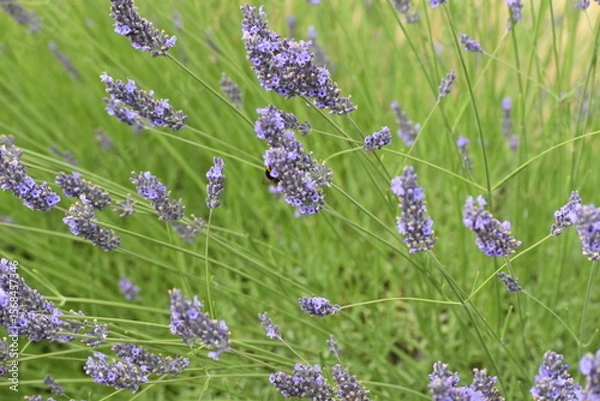 Obraz Lavender & Bees