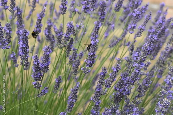 Obraz Lavender & Bees