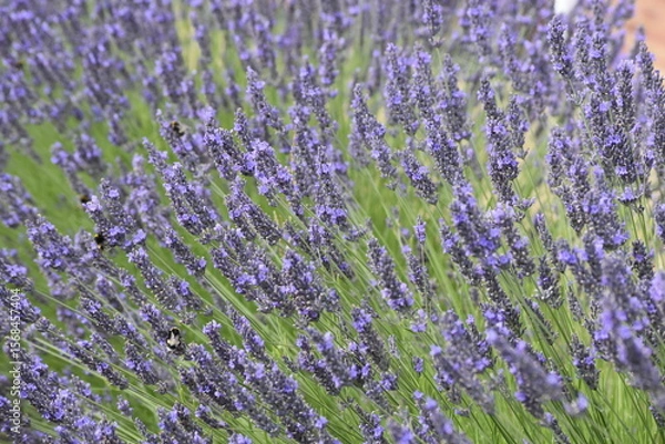 Obraz Lavender & Bees