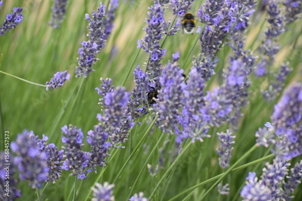 Obraz Lavender & Bees