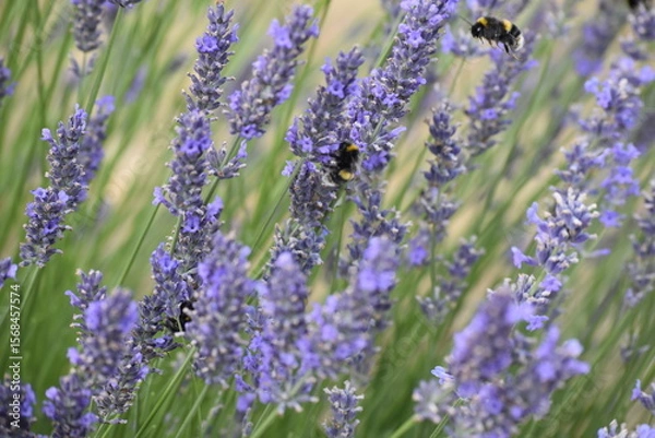 Fototapeta Lavender & Bees