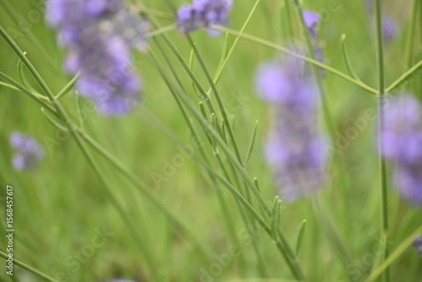 Obraz Lavender & Bees