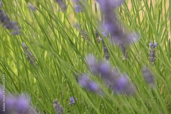 Obraz Lavender & Bees