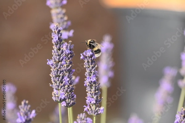 Obraz Lavender & Bees