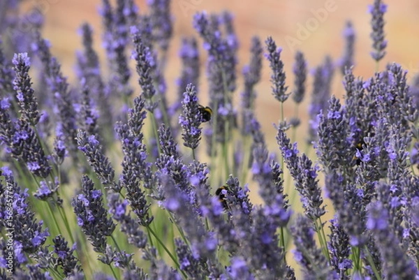 Obraz Lavender & Bees