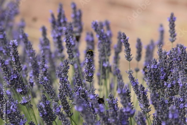 Obraz Lavender & Bees