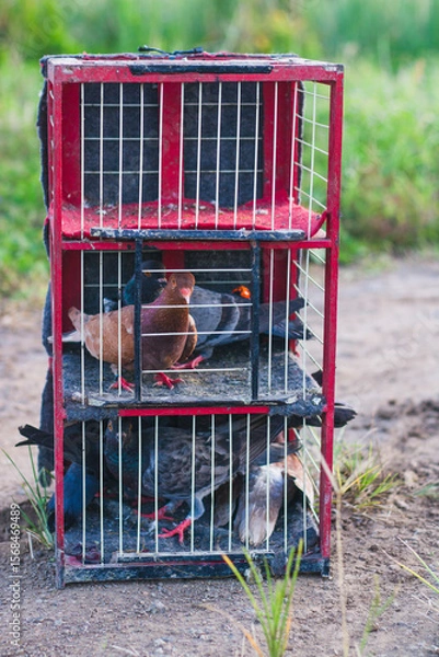 Obraz Pigeons in cages, train the birds or release them in the wild to be able to return home.