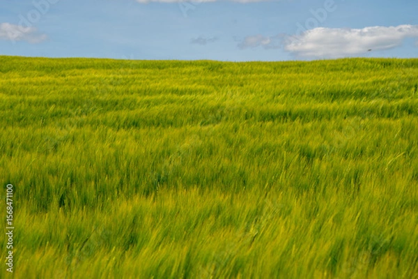 Fototapeta Expansive fields of barley sway in the breeze, illuminated by sunlight, with a backdrop of fluffy white clouds