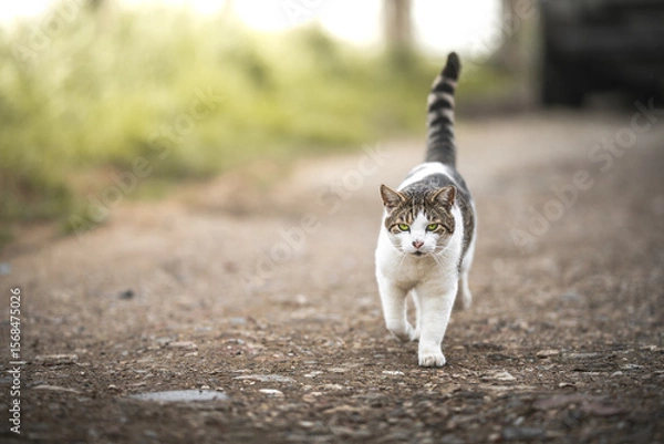 Fototapeta A captivating tabby cat with striking green eyes strides confidently down a gravel path with grace.