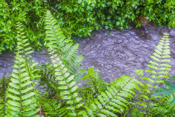 Obraz fern in the forest