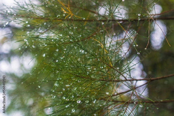 Obraz dew on the branches of a tree