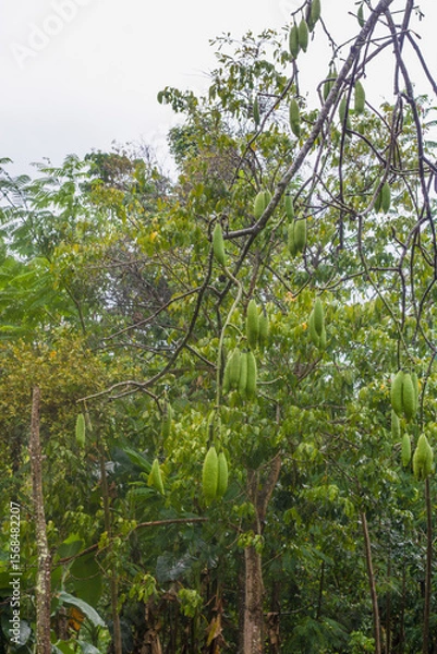 Obraz Kapok tree on a rainy day in the forest	