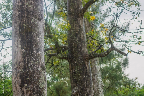 Obraz Kapok tree on a rainy day in the forest	