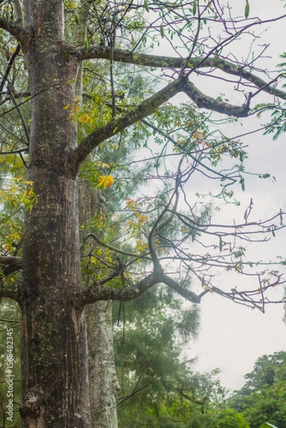 Obraz Kapok tree on a rainy day in the forest	