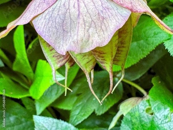Fototapeta Close up view of seed pod and foliage