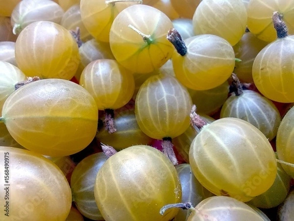 Fototapeta Gooseberry Berries Stacked Together in a Vibrant Display During a Sunny Day at a Local Market
