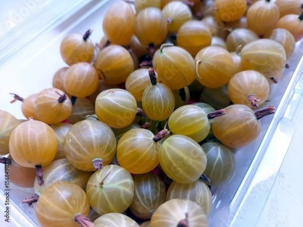 Fototapeta Fresh Gooseberry Berries Harvested in Summer Ready for Tasting or Processing in a Clear Container