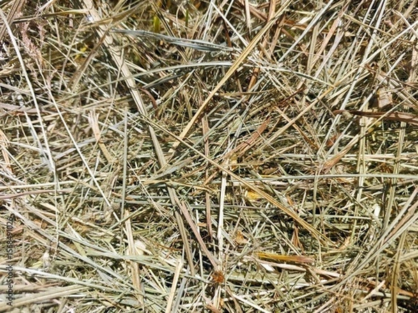 Obraz Mowed Dry Grass Scattered Across a Field on a Sunny Day