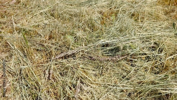 Obraz Mowed Dry Grass Scattered Across a Sunny Field Creating a Textured Landscape