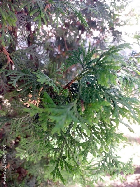 Obraz Lush Thuja Bush Greenery Thriving in a Bright Garden Setting During the Day
