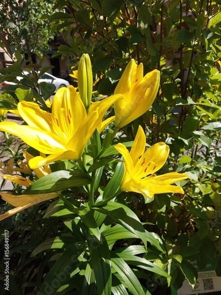 Obraz Bright Yellow Lilies Bloom in a Lush Garden Bush on a Sunny Day