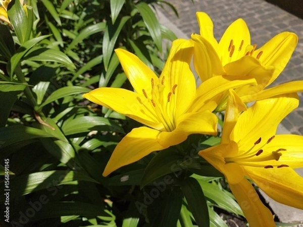 Obraz Bright Yellow Lilies Blooming in a Lush Green Bush Under Sunlight in a Garden Setting