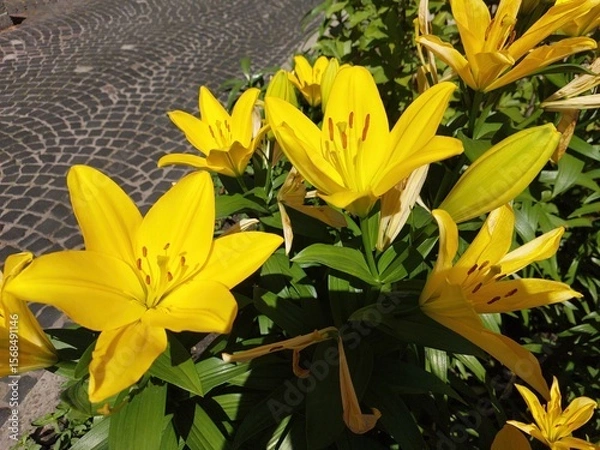 Obraz Bright Yellow Lilies Bloom in Vibrant Bush Along Cobblestone Path in Sunny Garden Setting