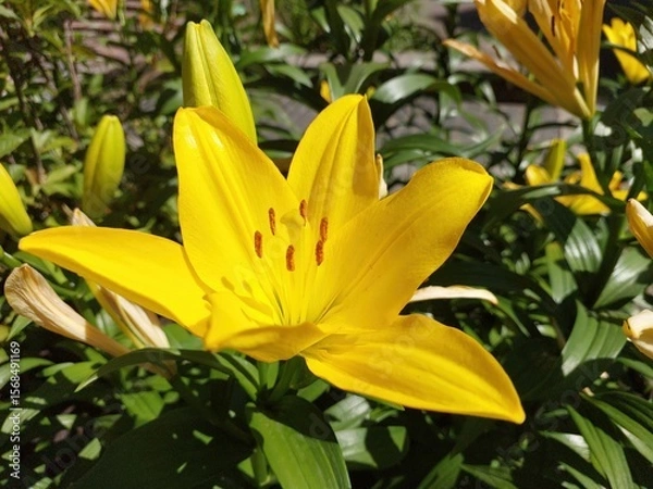 Obraz Bright Yellow Lily Blooms in Sunny Garden Bush During Early Summer Season