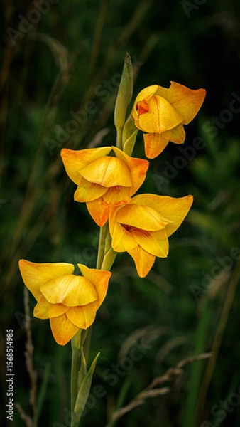 Fototapeta Gladiolus blooms