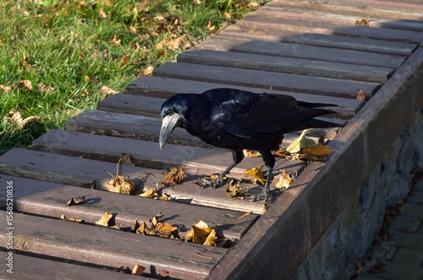 Obraz Black rook bird walking on wooden bench with autumn leaves