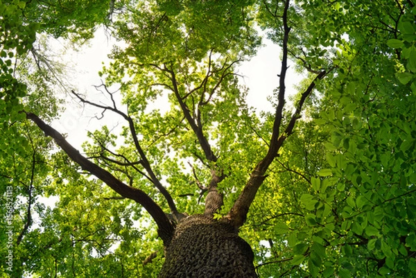 Obraz Looking up at a tall tree with vibrant green leaves