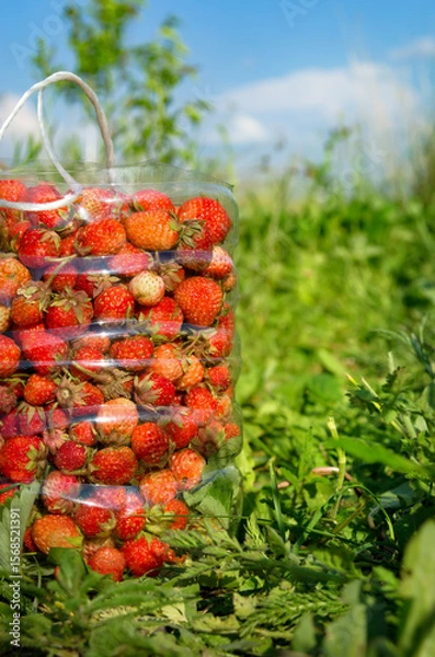 Obraz Plastic bottle filled with fresh red strawberries in green grass