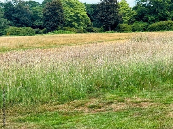 Fototapeta View of coarse grass in field with trees in background