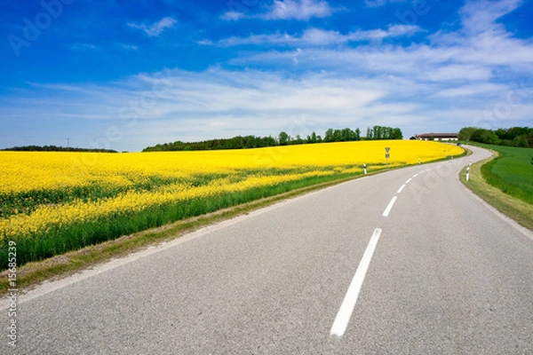 Obraz Pole rzepakowe