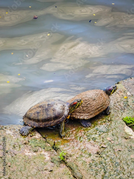 Obraz Funny turtles playing in natural environment in Marina Bay in downtown of Singapore in a middle of a city