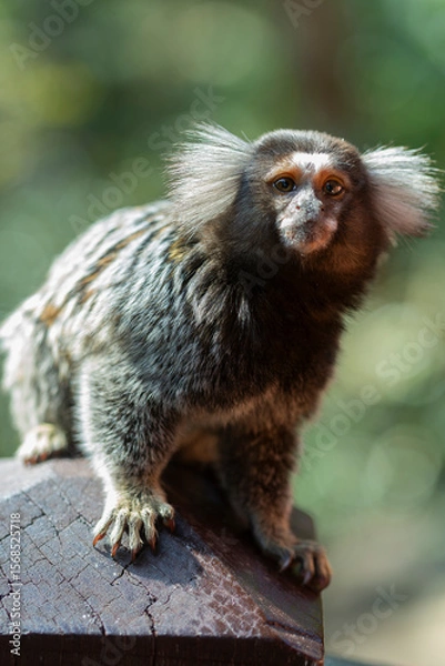 Fototapeta Sagui ou mico Callithrix penicillata