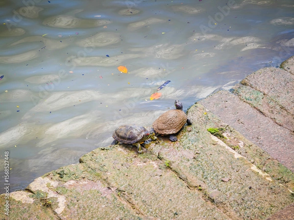 Obraz Funny turtles playing in natural environment in Marina Bay in downtown of Singapore in a middle of a city