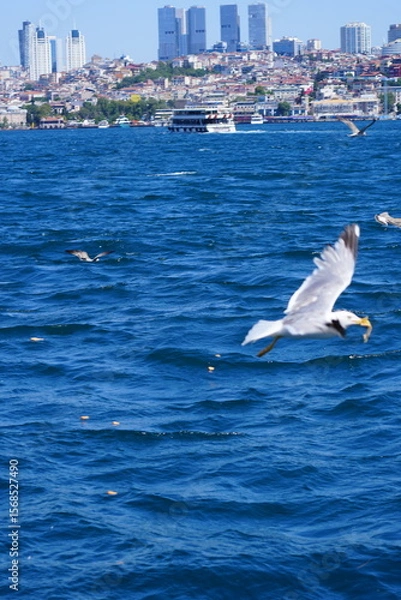 Obraz sea and bird