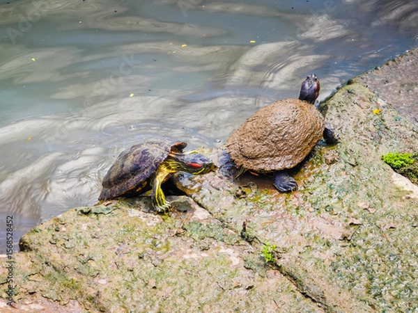 Obraz Funny turtles playing in natural environment in Marina Bay in downtown of Singapore in a middle of a city