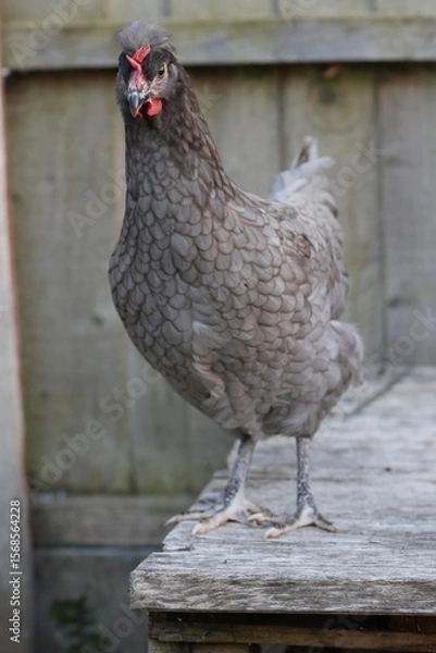 Fototapeta free range chicken