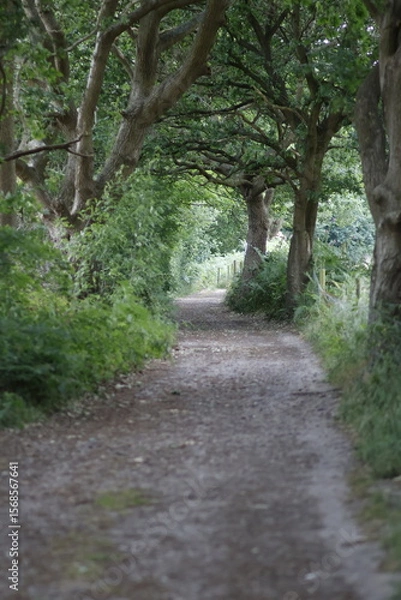 Fototapeta path in the forest