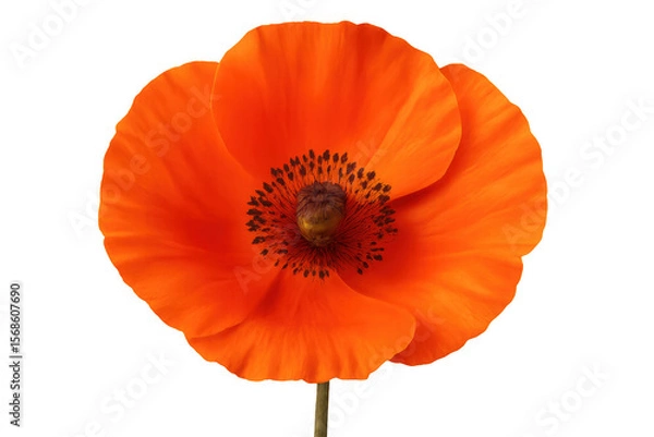 Fototapeta Red poppy flower blooming, isolated on transparent background, perfect for graphic design projects