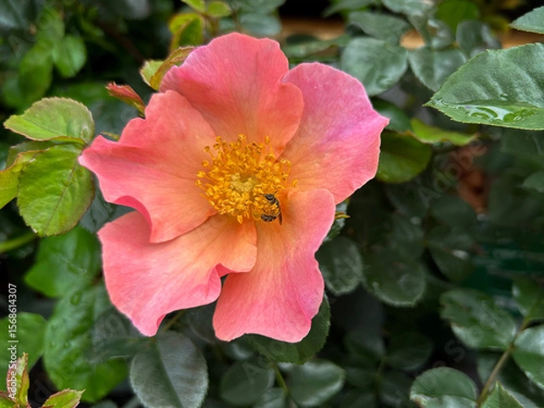 Fototapeta Hoverfly on Simple Peach Shrub Rose