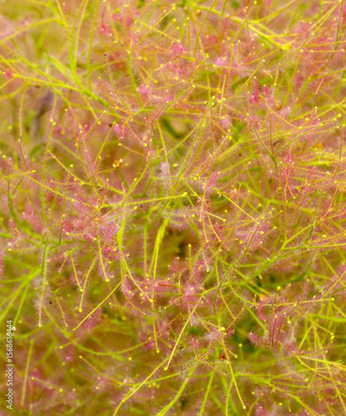 Obraz Byblis guehoi carnivorous plant  macro texture.