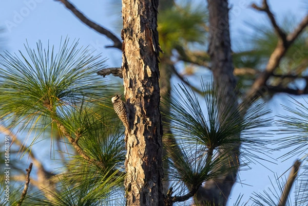 Fototapeta A red-cockaded woodpecker perched on the side of a tree