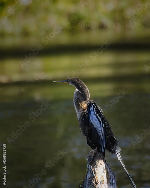Fototapeta A Anhinga bird is standing on a log in a body of water