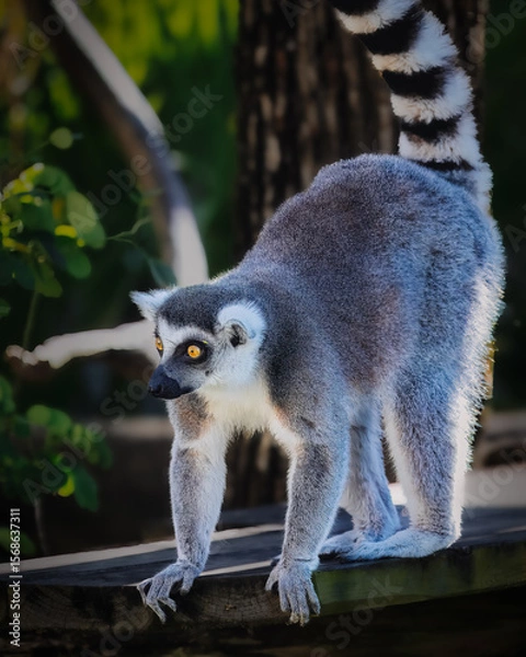 Obraz A lemur is standing on a wooden platform