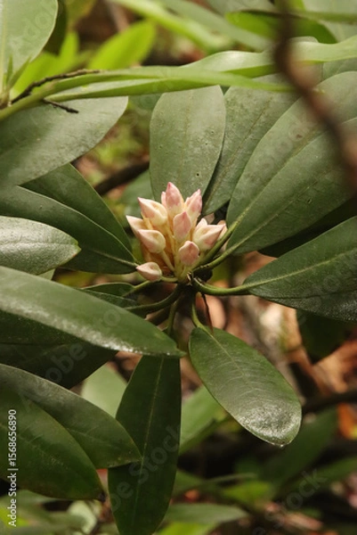 Obraz Azalea Ready to Open