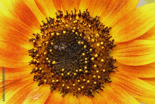 Obraz Sunflower Close Up